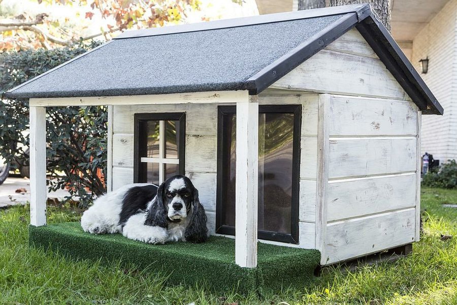 diseñar una casa de perros